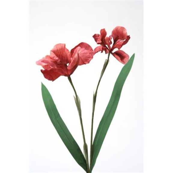 Double X 2 Iris, Rose & Red - Pack of 4