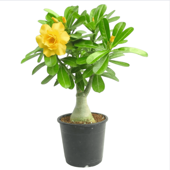 Double Yellow Desert Rose Live Starter Plants for Planting, Adenium Obesum Plant, Vibrant Blooming Succulent, Desert Rose Plant Live, 4-8 Inch Tall, No Ship Pot