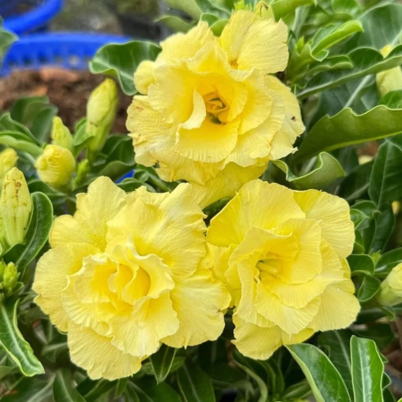 Double Yellow Desert Rose Plant Live, Adenium Desert Rose Bushes Well Rooted, 4-7" Height, Desert Rose Flowering Succulent Seedling