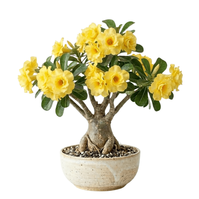Double Yellow Desert Rose Plant Live, Adenium Obesum Desert Rose, 4-8 Inc Tall, Perennia and Hardy Succulent for Indoor and Outdoor Planting
