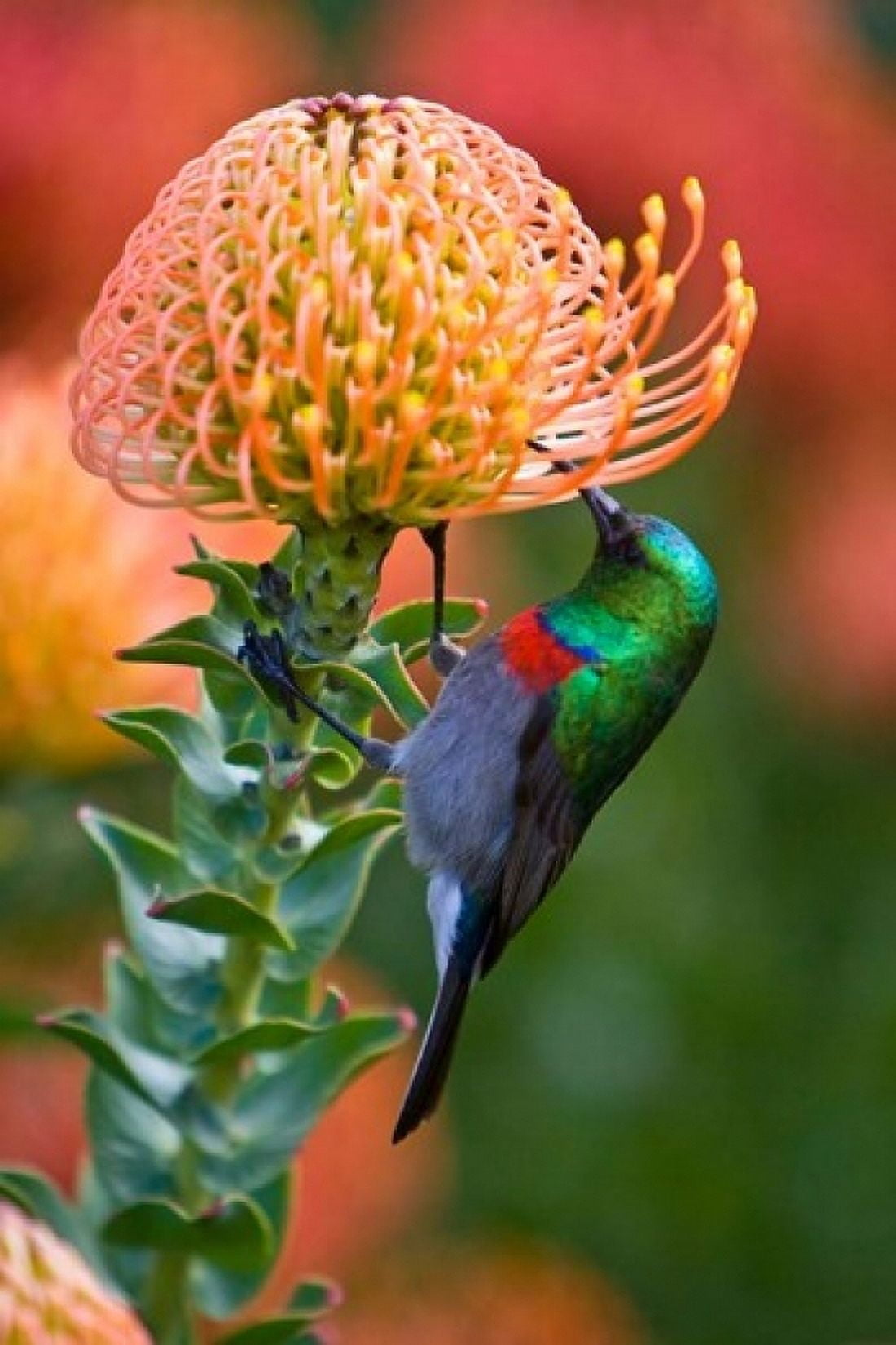 Double-collared Sunbird South Africa-collared Sunbird South Africa Canvas Art - Ralph H Bendjebar DanitaDelimont (11 x 17)