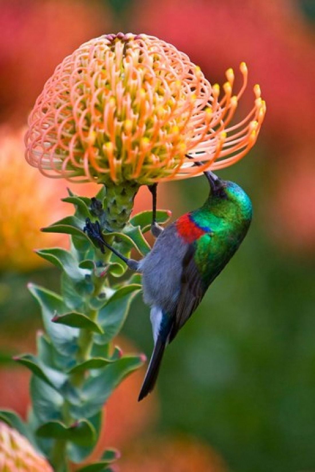 Double-collared Sunbird South Africa-collared Sunbird South Africa Canvas Art - Ralph H Bendjebar DanitaDelimont (23 x 34)