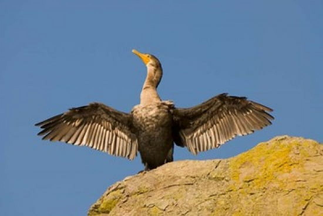 Double-crested cormorant bird British Columbia Canvas Art - Paul Colangelo DanitaDelimont (26 x 18)