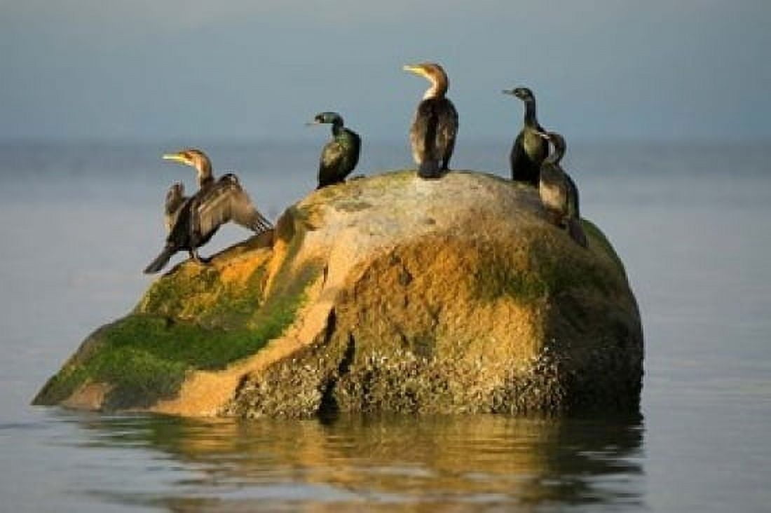 Double-crested cormorant bird British Columbia Canvas Art - Paul Colangelo DanitaDelimont (36 x 24)