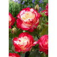 thumbnail image 1 of Double delight Rose Plant Live, Rose Bush Live Plant for Planting Your Garden, 5-9" Height Well-Rooted, Fragrant Flowers Vibrant Blooms, 1 of 8