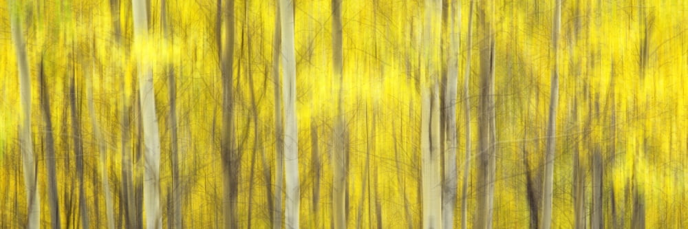 Double exposure of an Aspen grove Grand Teton National Park Wyoming USA Canvas Art - Panoramic Images (27 x 9)