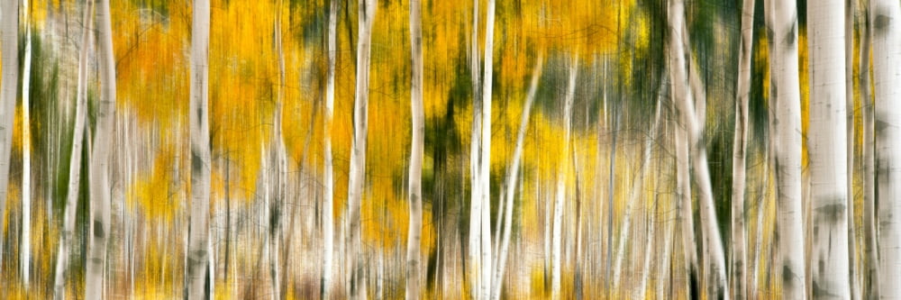 Double exposure of an Aspen grove Grand Teton National Park Wyoming USA Canvas Art - Panoramic Images (27 x 9)