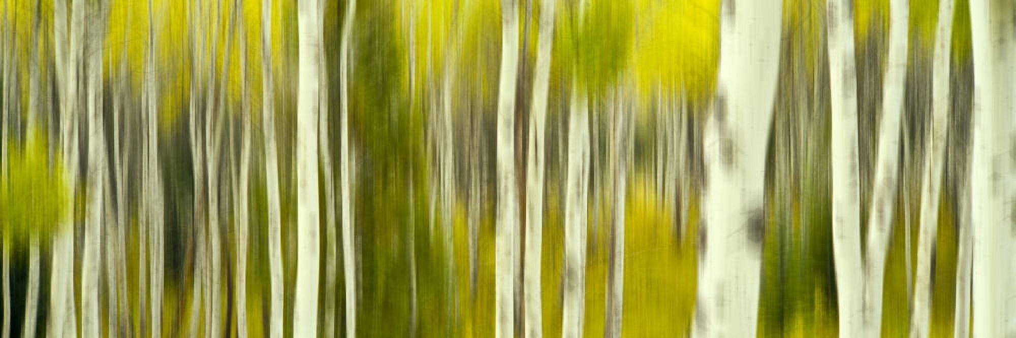 Double exposure of an aspen grove Grand Teton National Park Wyoming USA Canvas Art - Panoramic Images (27 x 9)