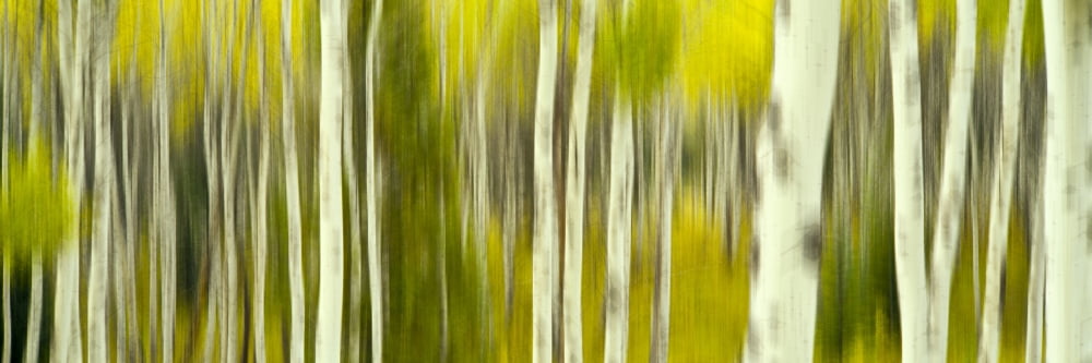 Double exposure of an aspen grove Grand Teton National Park Wyoming USA Canvas Art - Panoramic Images (36 x 12)