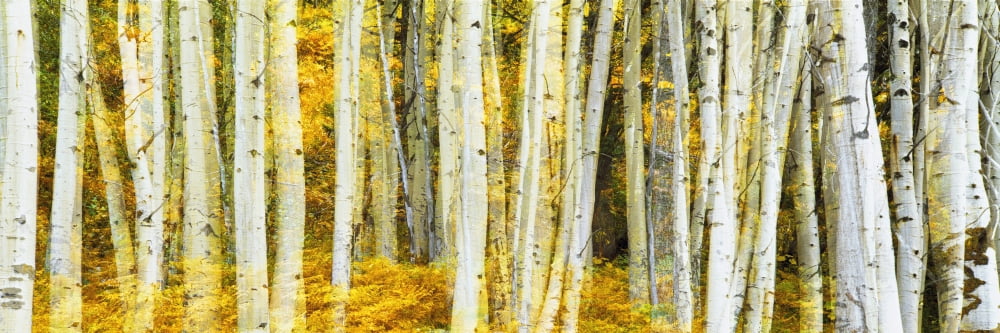Double exposure of an aspen grove Phelps Lake Grand Teton National Park Wyoming USA Canvas Art - Panoramic Images (27 x 9)