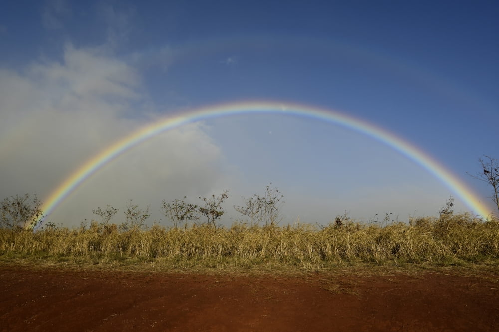 Double rainbow over a field in Maui Hawaii Canvas Art - Ryan RossottoStocktrek Images (18 x 12)