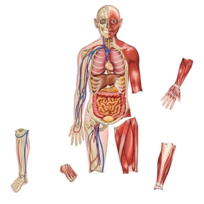 Double-sided Magnetic Human Body Set, 17 Pieces