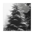 thumbnail image 1 of Douglas Fir Reflection - Canvas, 1 of 10