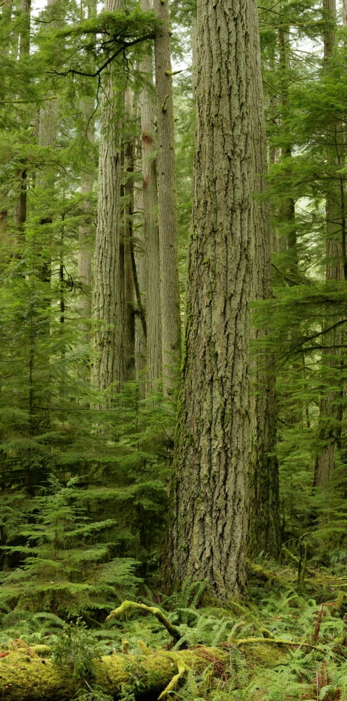 Douglas Firs And Sitka Spruce Cathedral Grove British Columbia Canvas Art - Robert Postma Design Pics (20 x 40)