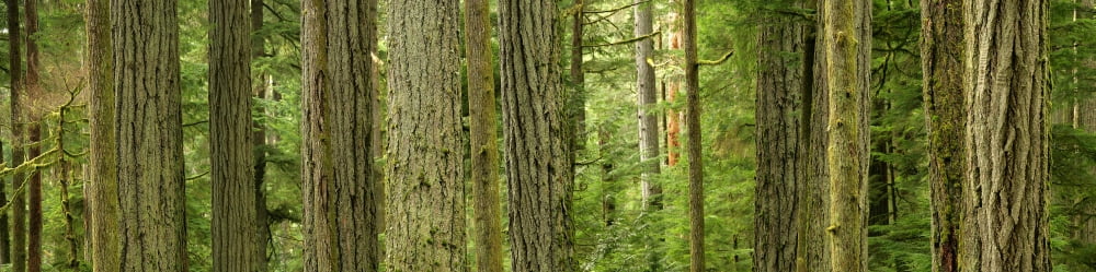 Douglas Firs And Sitka Spruce Cathedral Grove British Columbia Canvas Art - Robert Postma Design Pics (28 x 7)