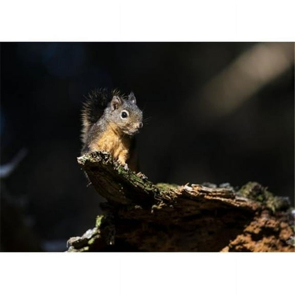 Douglas Squirrel Poster Print by Robert L.Potts, 36 x 26 - Large