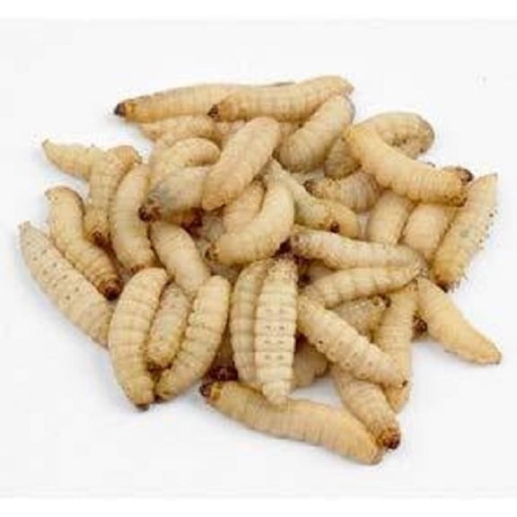 Dougsbugz Live Waxworm Larvae Reptile Food, 1/2" (100 Pack)