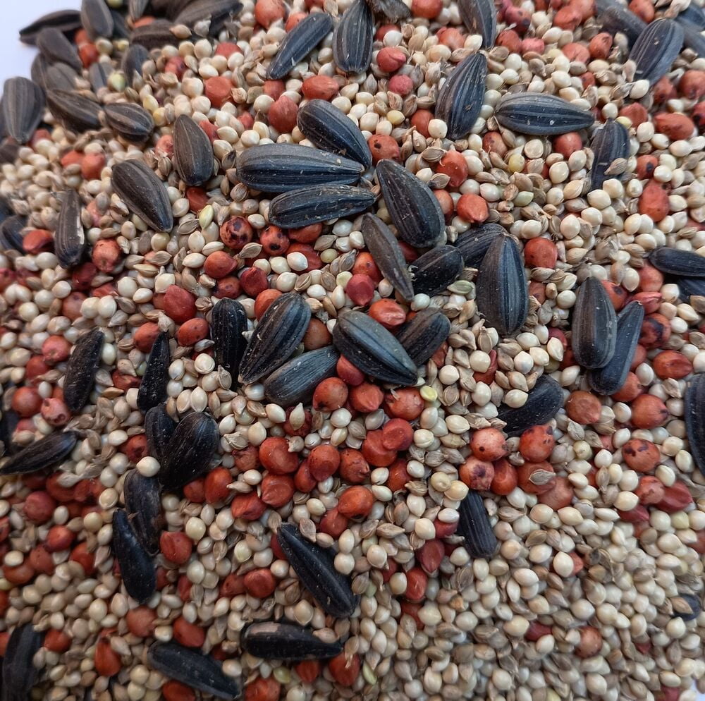 Dove Field Seed Mix 5 LBS Game Bird Attractant for Dove, Quail