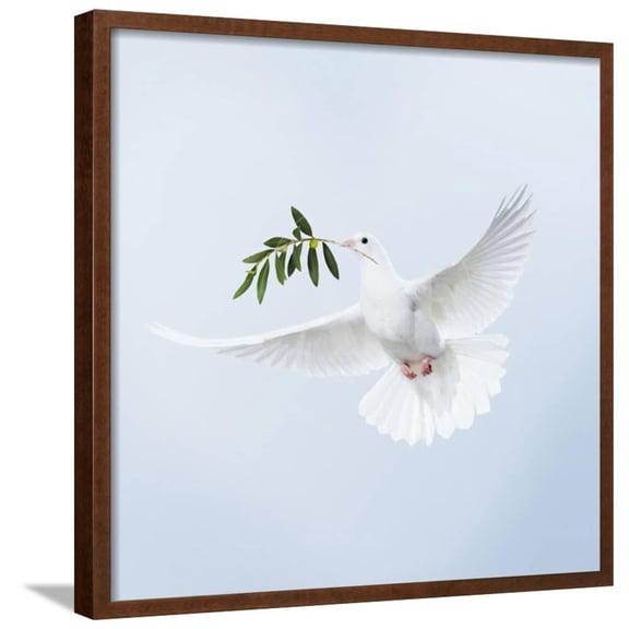 Dove in Flight Carrying Olive Branch in Beak Opeaceo, Animals Botanical Framed Art Print Wall Art Sold by Art.Com