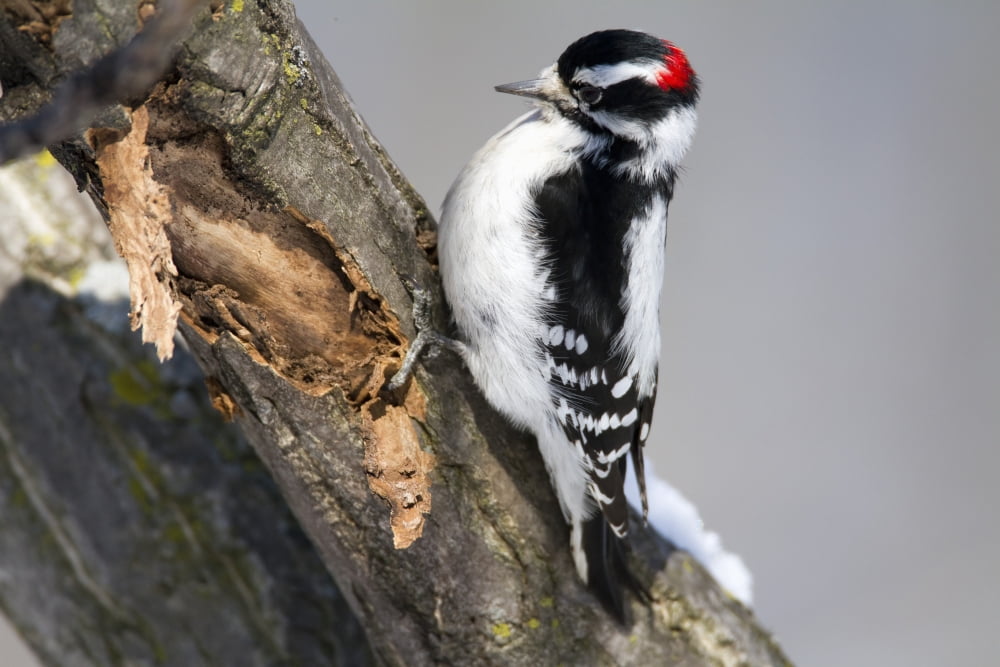 Downy Woodpecker Perched In A Tree And Eating Larvae Picoides Pubescens Montreal Botanical Garden Province Of Quebec Canada Canvas Art - Philippe Henry Design Pics (17 x 11)