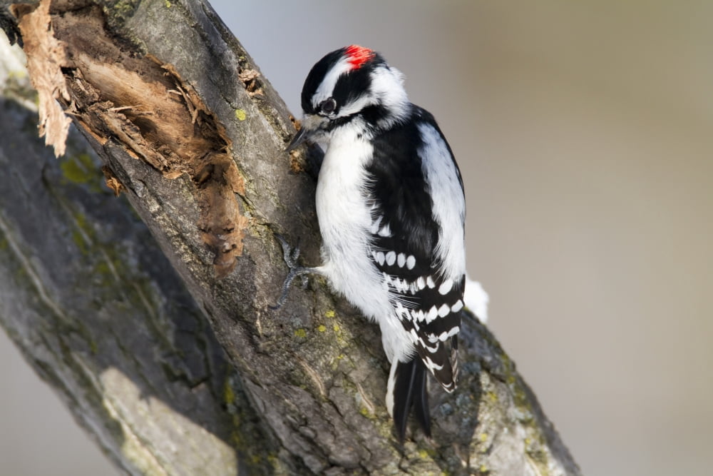 Downy Woodpecker Perched In A Tree And Eating Larvae Picoides Pubescens Montreal Botanical Garden Province Of Quebec Canada Canvas Art - Philippe Henry Design Pics (17 x 11)