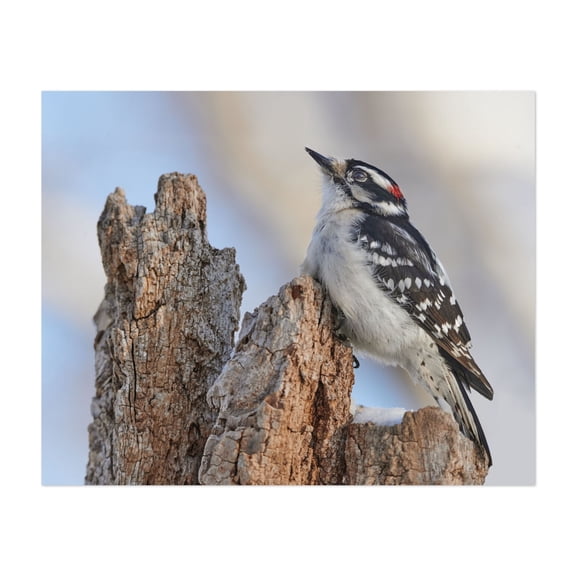 Downy Woodpecker - Photography Bird Wildlife Nature Animal Woodland Snow Winter Unframed Wall Art Print 22 x 28 inches