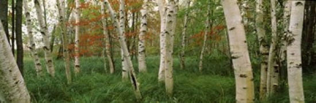 Downy birch (Betula pubescens) trees in a forest Wild Gardens of Acadia Acadia National Park Maine USA Canvas Art - Panoramic Images (18 x 6)