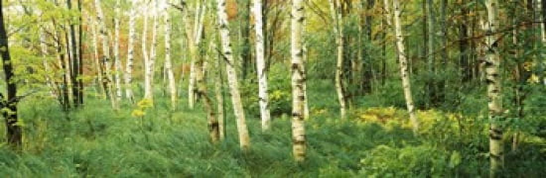 Downy birch (Betula pubescens) trees in a forest Wild Gardens of Acadia Acadia National Park Maine USA Canvas Art - Panoramic Images (36 x 12)