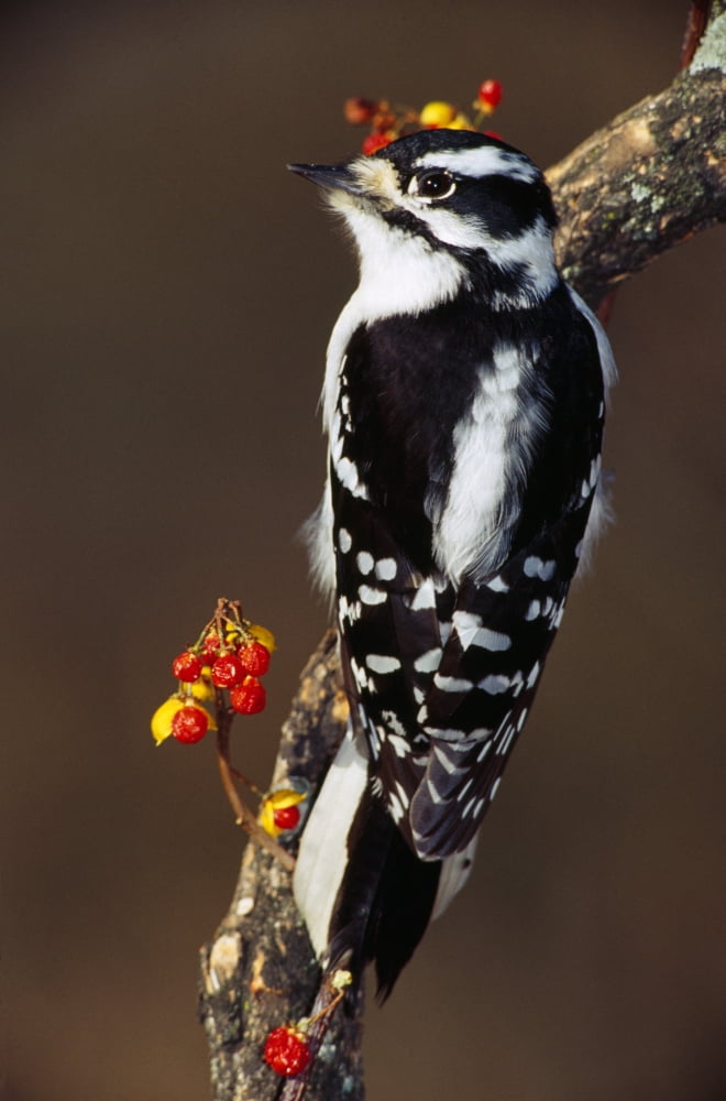 Downy woodpecker on tree branch with berries Michigan USA Canvas Art - Panoramic Images (27 x 9)