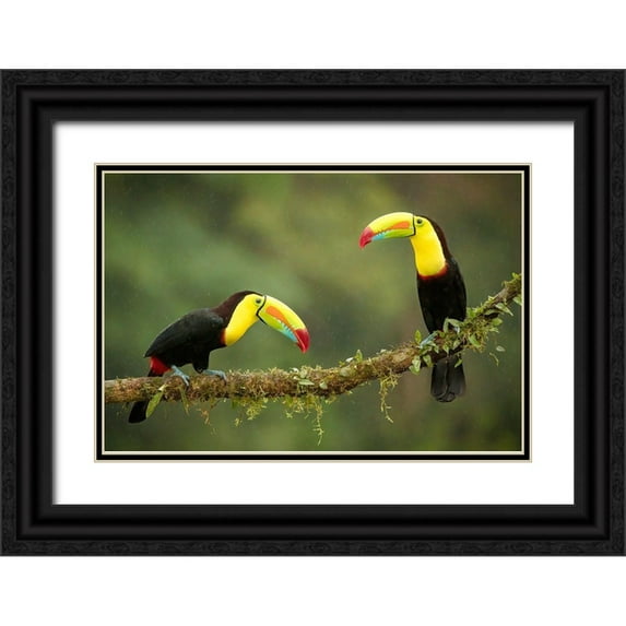Doyle, Renee 14x11 Black Ornate Wood Framed with Double Matting Museum Art Print Titled - Singing In The Rain