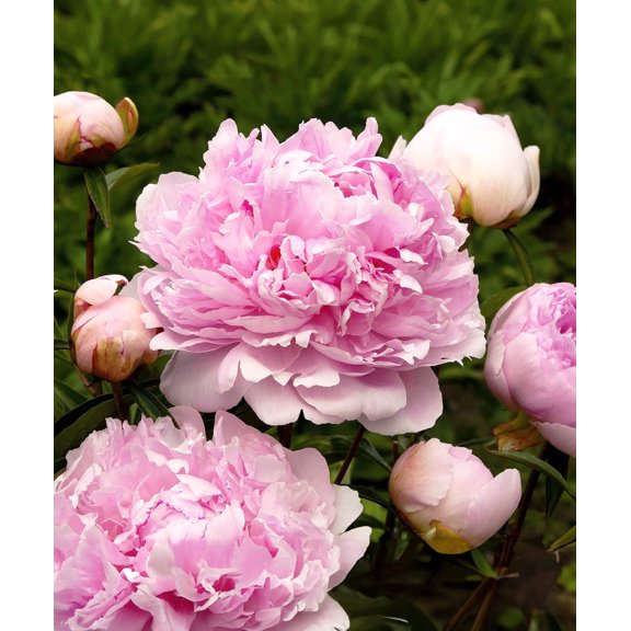 Dr. Alex Fleming Peony - 1 root division