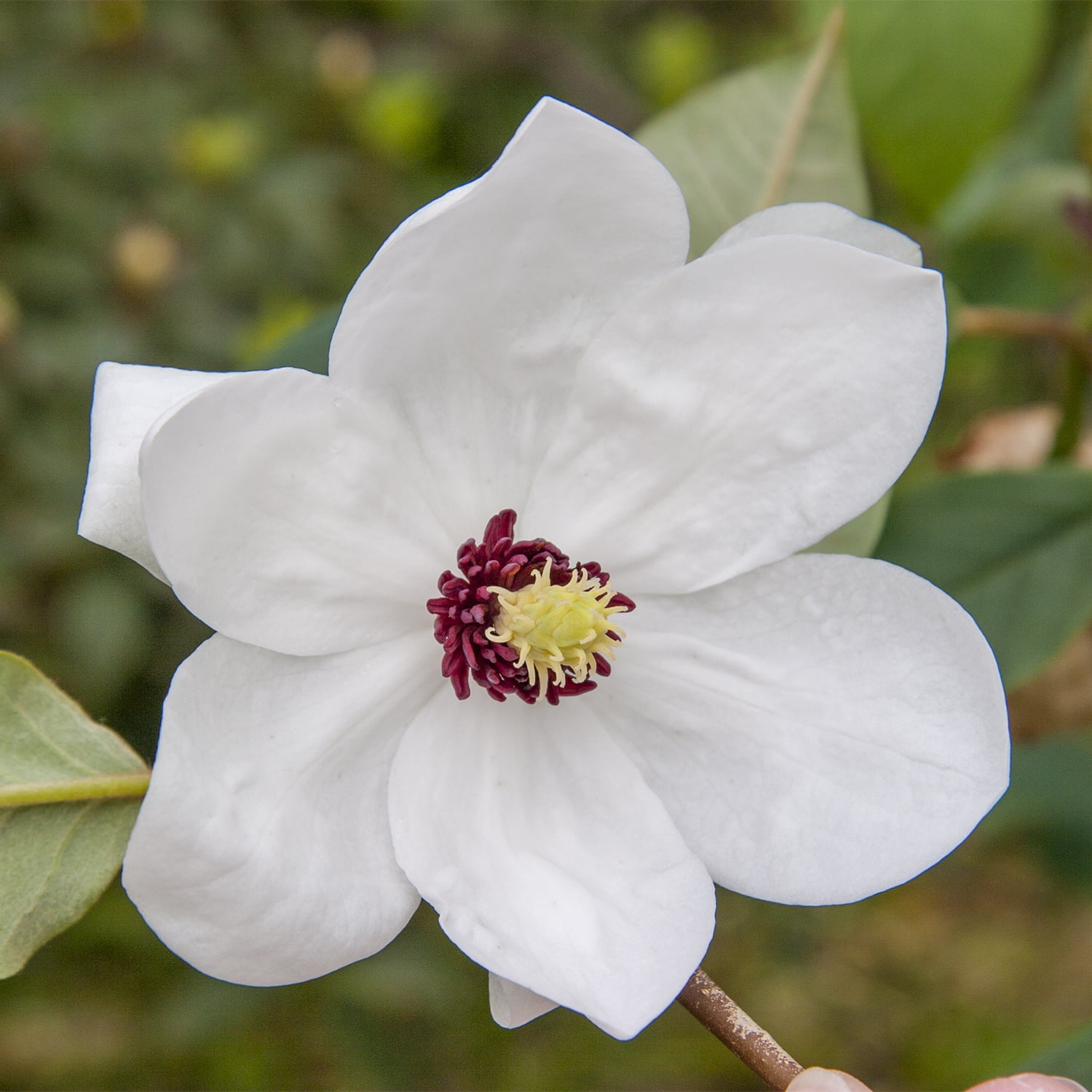 Dr Merrill Magnolia Spring Flowering Ornamental Tree grown in a 2.25 Gallon Pot (1-Pack)