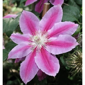 Dr. Ruppel Clematis Vine - 2.5" Pot - Perennial