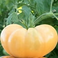 Dr Wyche's Yellow Tomato STF9 200 Seeds Beefsteak Heirloom Heirloom
