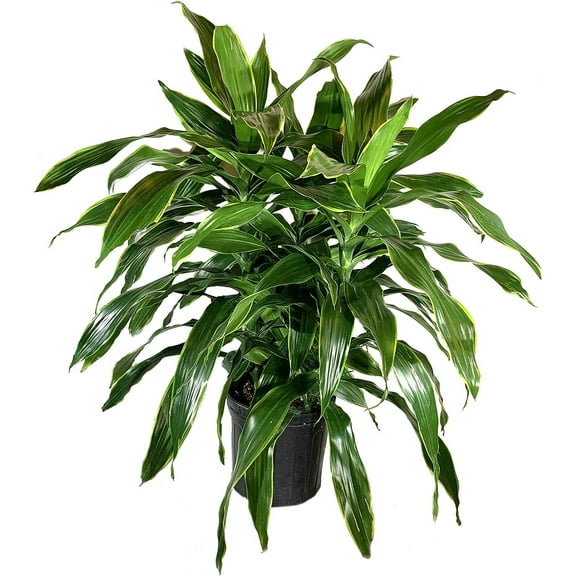 Dracaena Art Carmen - Live Plant in an 10 Inch Growers Pot - Dracaena Deremensis Art Carmen - Beautiful Indoor Air Purifying Houseplant