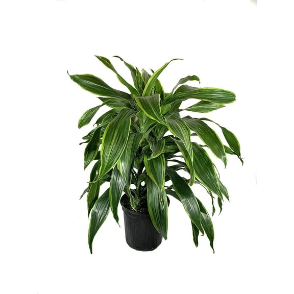 Dracaena Art Carmen - Live Plant in an 8 Inch Growers Pot - Dracaena Deremensis Art Carmen - Beautiful Indoor Air Purifying Houseplant