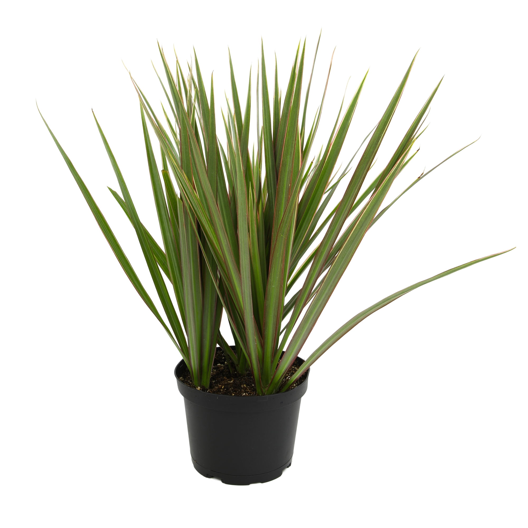 artificial philodendron house plants Buy a Fake Potted Philodendron Online