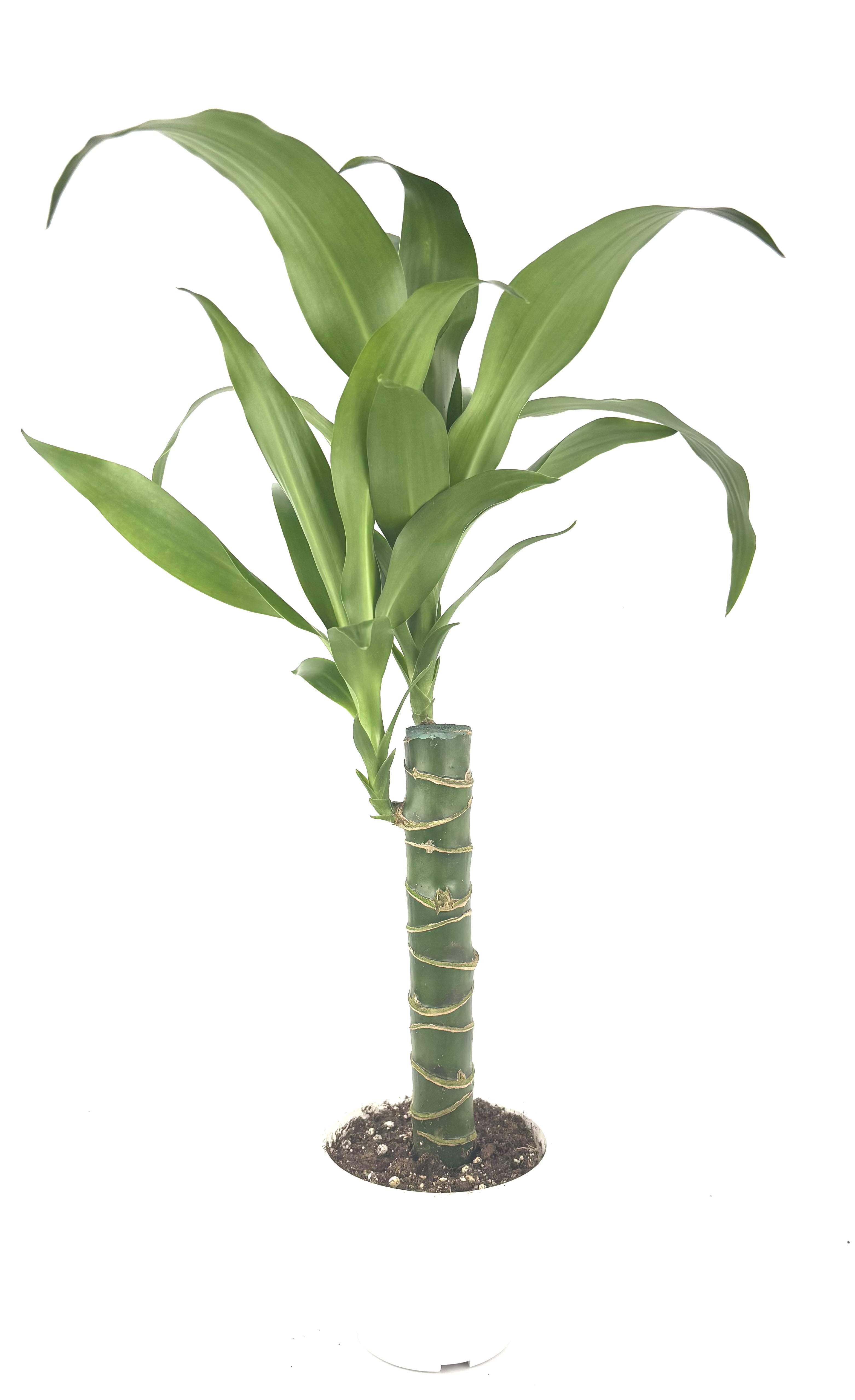 Dracaena Black Beauty Cane Air Purifying Houseplants - Walmart.com