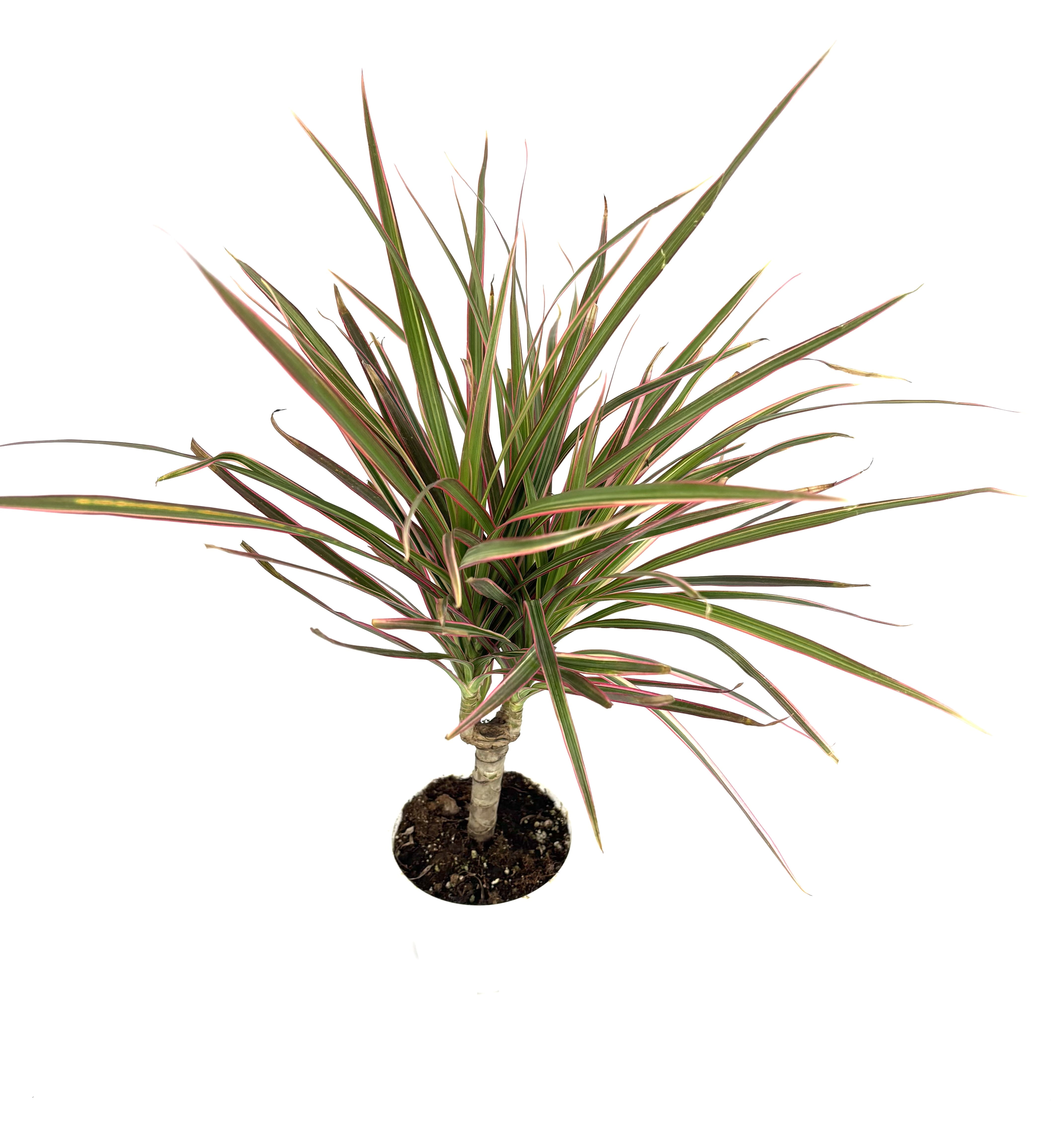 Dracaena Colorama Cane Air Purifying House Plants, 4" Pot - Walmart.com