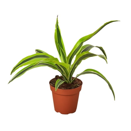 Dracaena Deremensis 'Lemon Lime', 4" Pot, Indoor Houseplant, Easy Care, Live Plant for Indoor & Outdoor