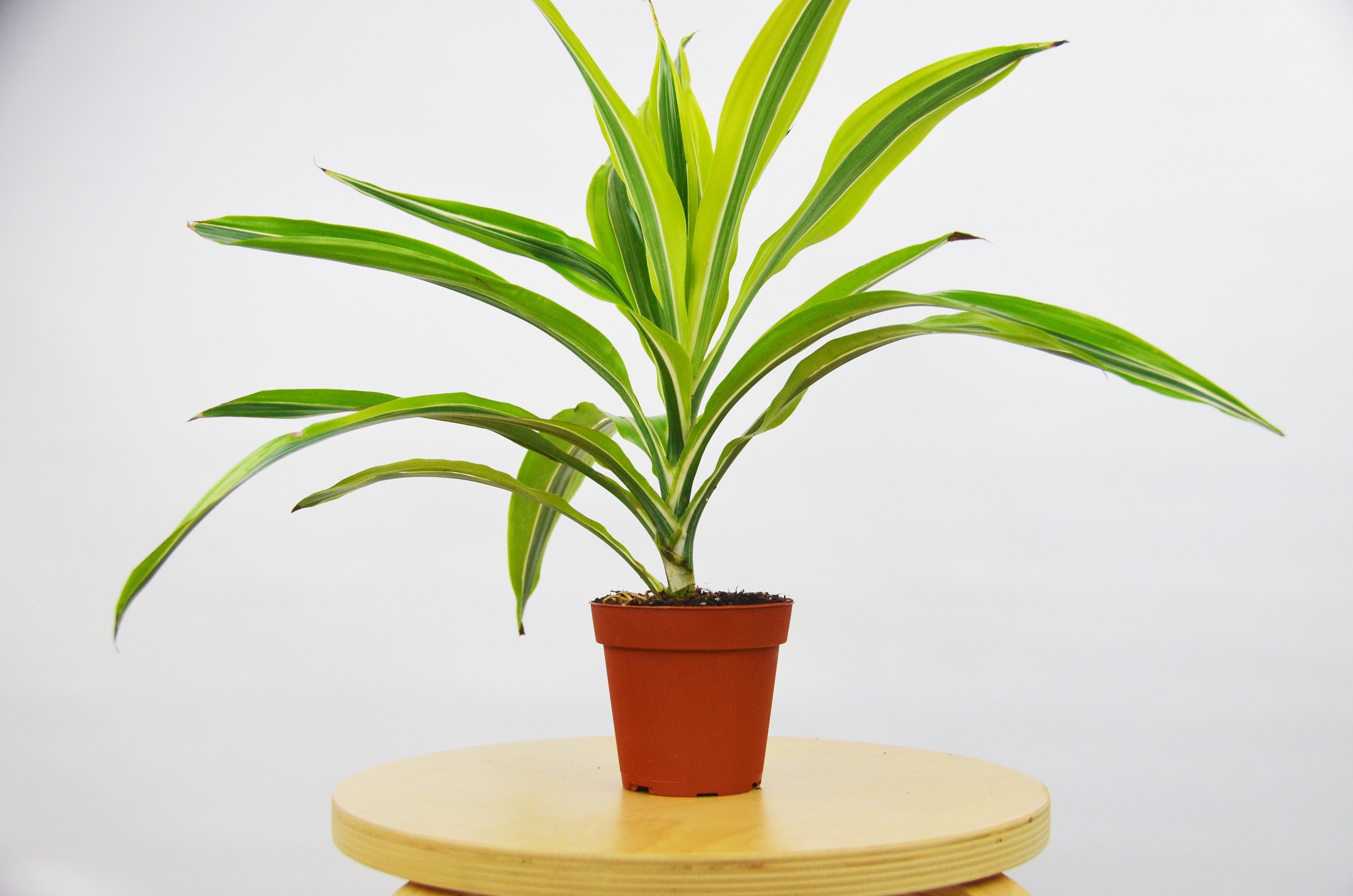 Dracaena Deremensis 'Lemon Lime' 4" Pot Indoor/Outdoor Plant