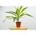 thumbnail image 1 of Dracaena Deremensis 'Lemon Surprise' - 4" Pot - Live House Plant, 1 of 4
