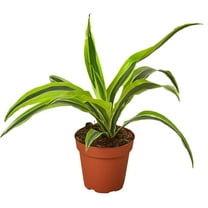 Dracaena Deremensis Lemon Surprise Live Plant for Indoor | Different Houseplants in 4'' & 6'' Pot | Real House Plant for Living Room, Office, Desk & Bathroom | Dragon Tree