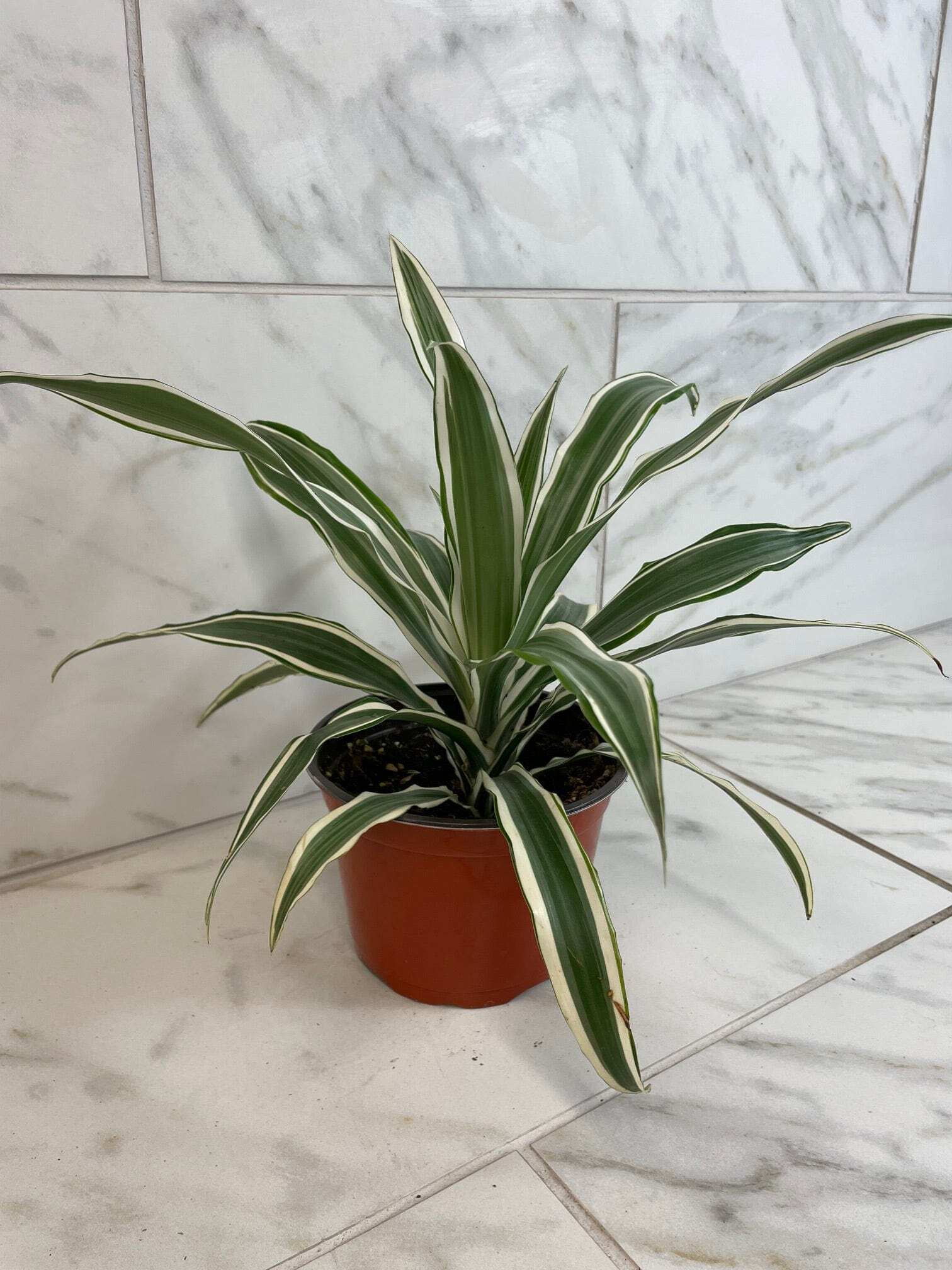 dracaena dere Dracaena deremensis 'Warneckii' - Drachenbaum - Zimmerpflanze - Grünpflanze main image 1