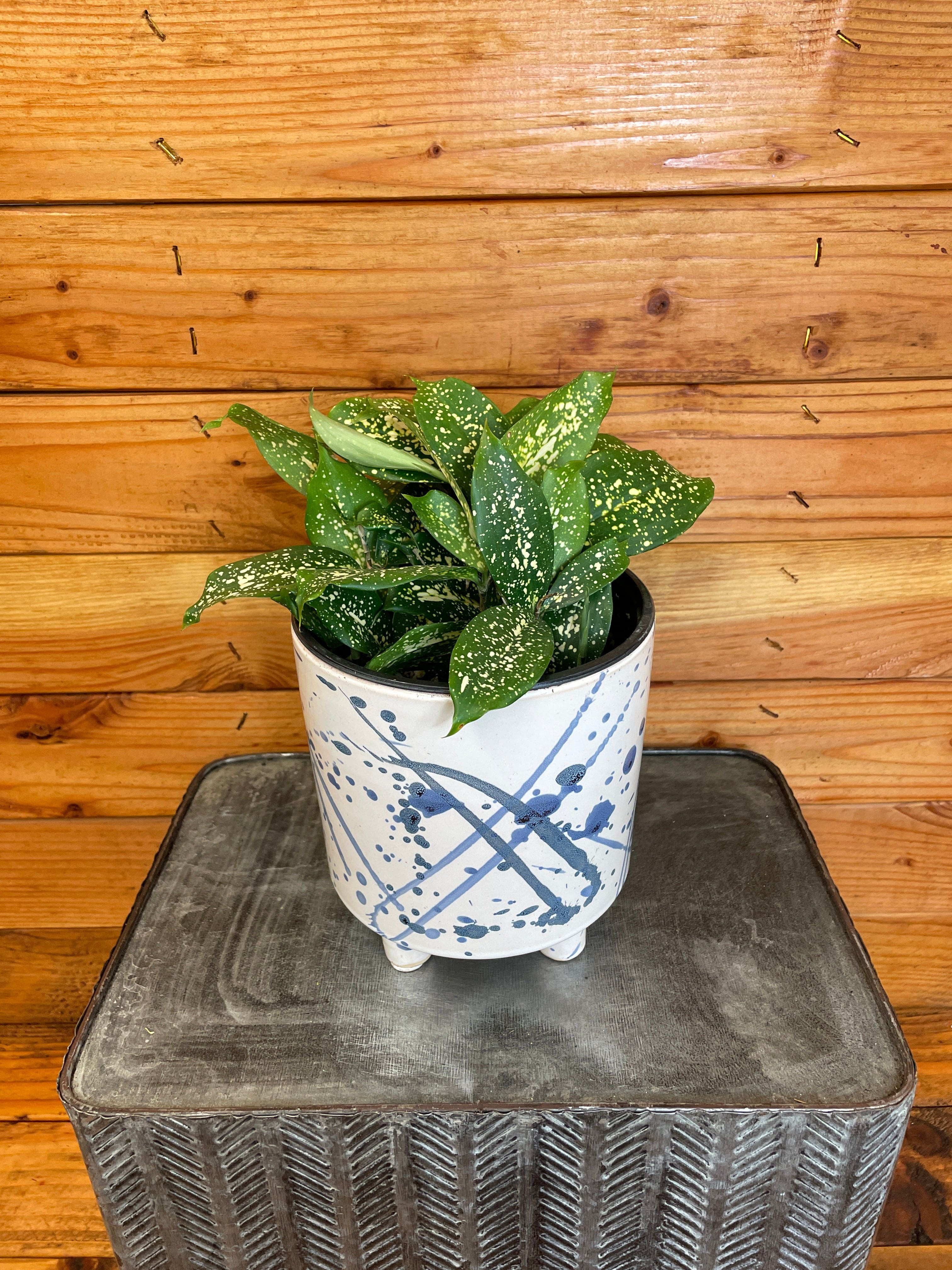 Dracaena Godseffiana Florida Beauty, 6" Plant, The Plant Farm - Walmart.com