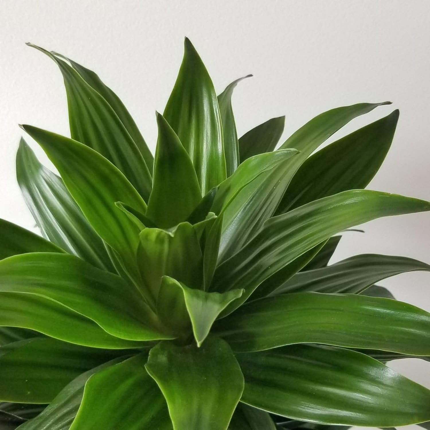 Dracaena Craig Compacta Live Plant in a 4 Inch Pot Dracaena