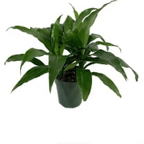 Dracaena Janet Craig - Live Plant in a 6 Inch Pot - Dracaena Deremensis 'Janet Craig' - Florist Quality Beautiful Low Light Indoor Houseplant