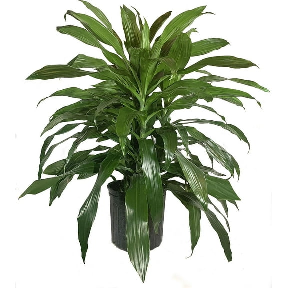 Dracaena Janet Craig - Live Plant in an 10 Inch Growers Pot - Dracaena Deremensis Janet Craig - Beautiful Indoor Air Purifying Houseplant