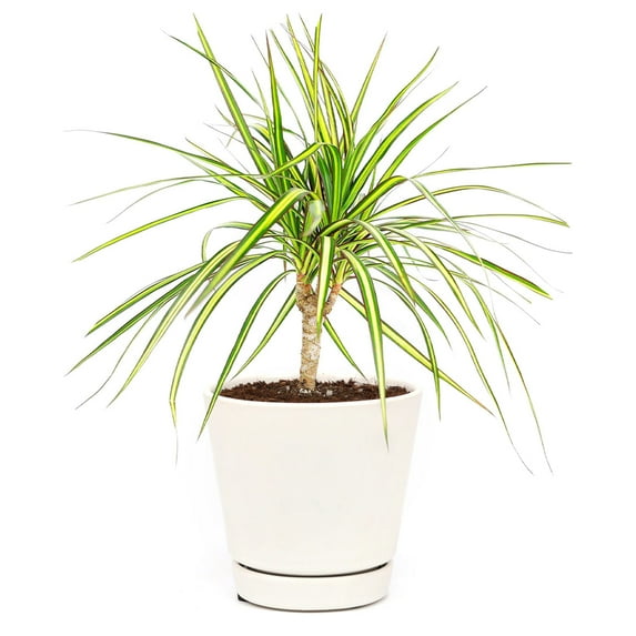 Dracaena Kiwi - 4 inch + Minimalist Pot