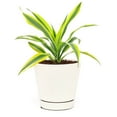 thumbnail image 1 of Dracaena Lemon Lime (6"+ Minimalist Pot) - Easy to Grow Houseplant for Beginners - Live, Healthy, Air-purifying Houseplant for Home Office Decoration, 1 of 5